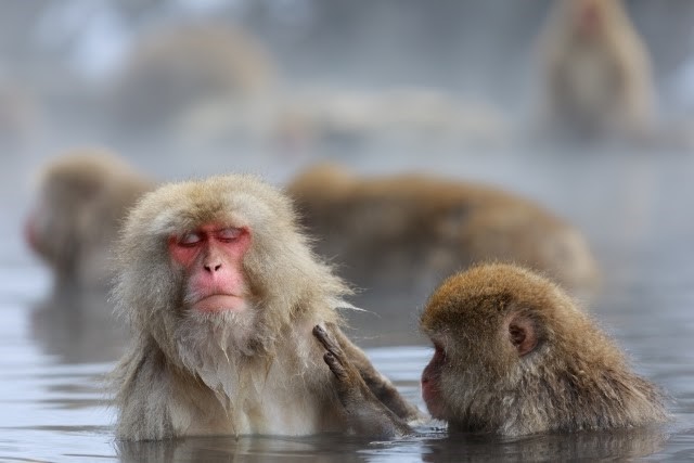 世界唯一 温泉に入る猿のヒミツ おさるランド 日光さる軍団