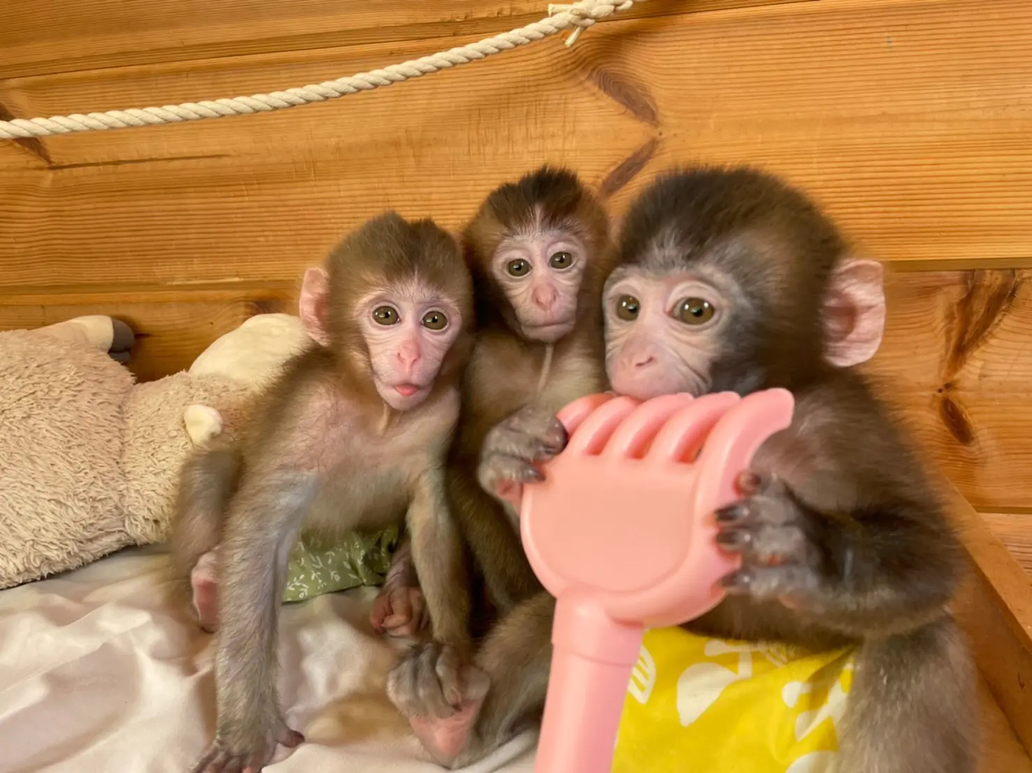 ふれあい赤ちゃんハウス始まりました🐵ふれあいハウスにて生後三