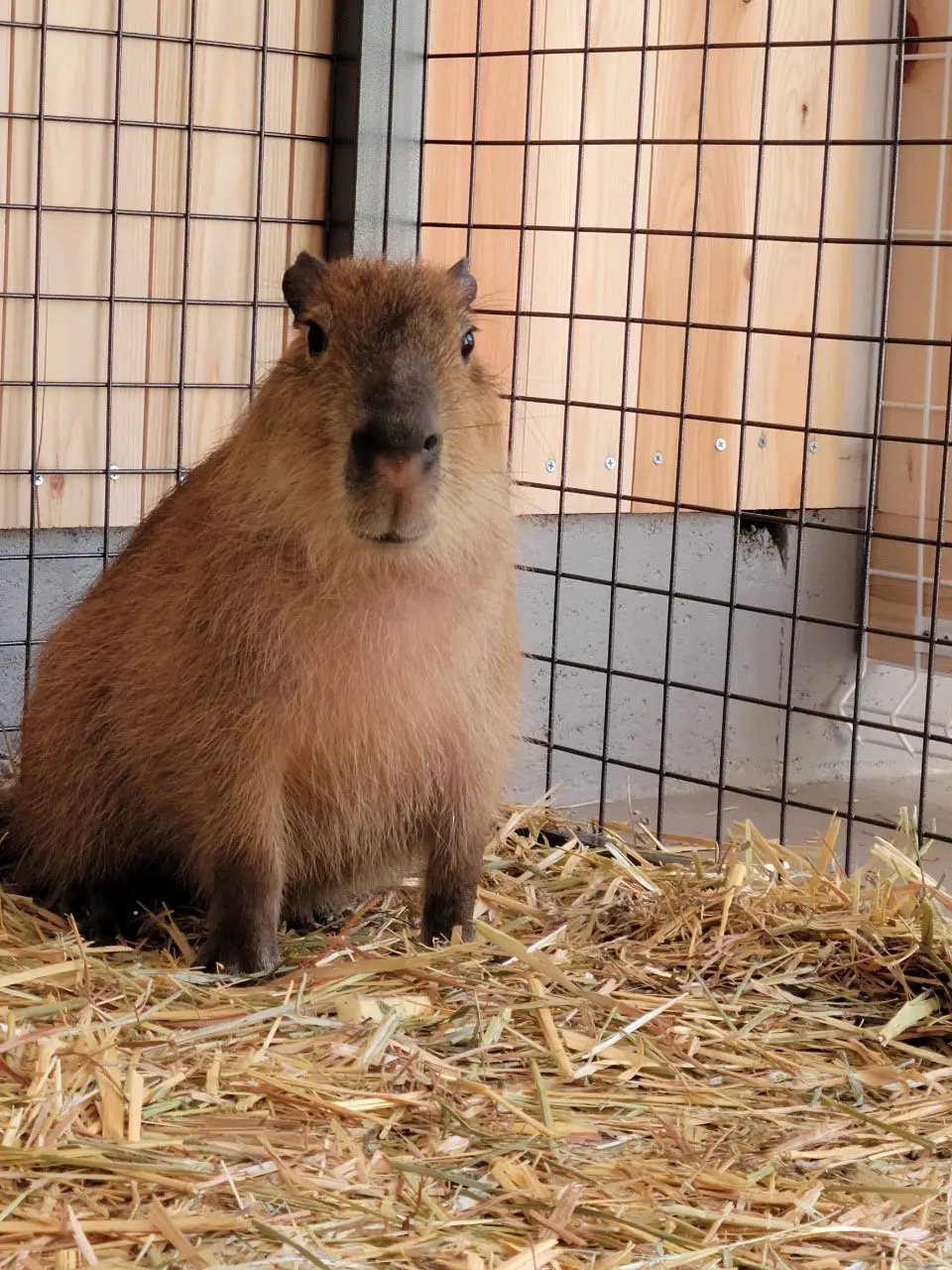 カピバラ顔の飼育係 すどうちゃんの飼育日記 1 カピバラ到着 おさるランド 日光さる軍団