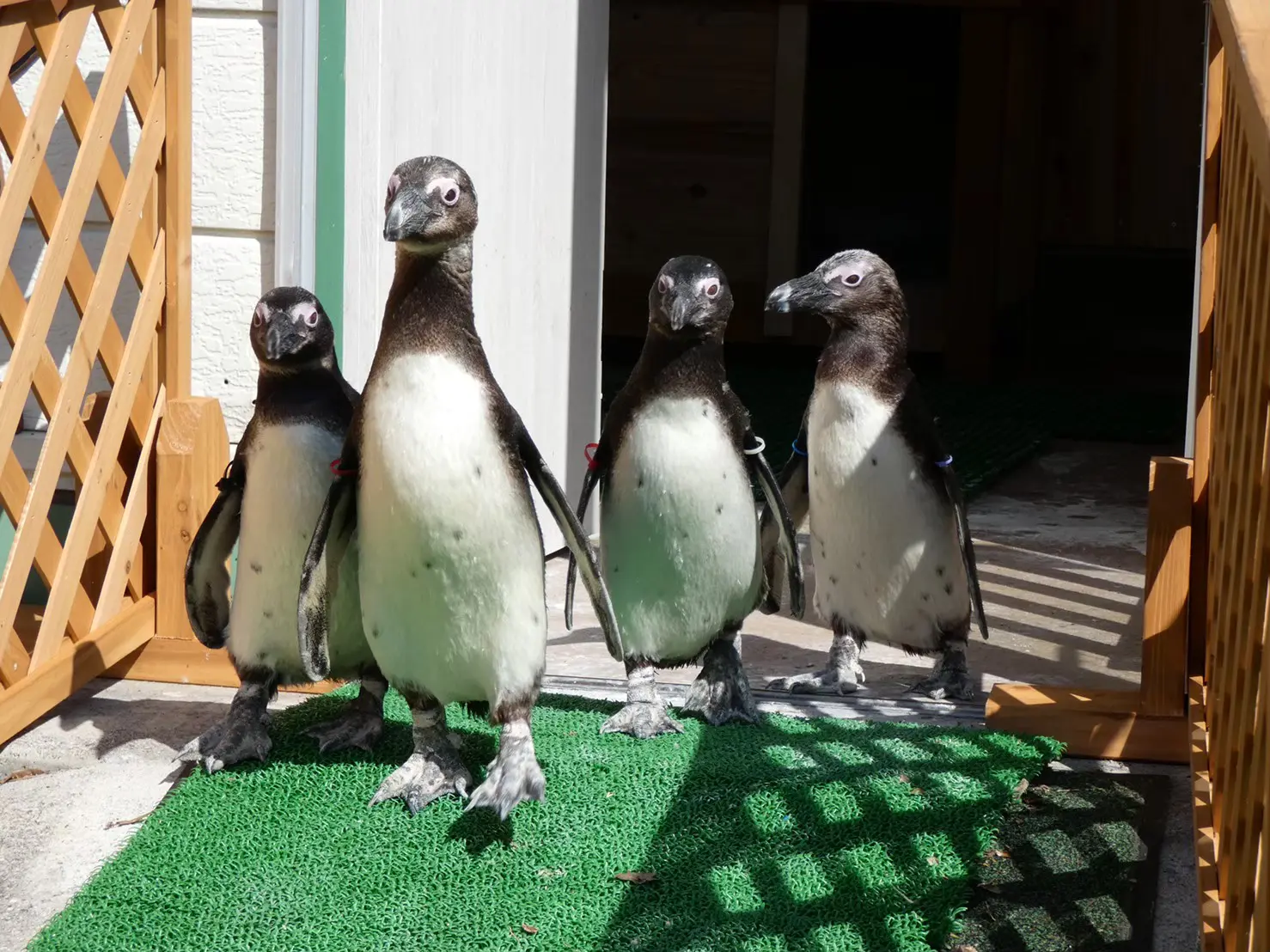 よちよち歩きのケープペンギン おさるランド 日光さる軍団